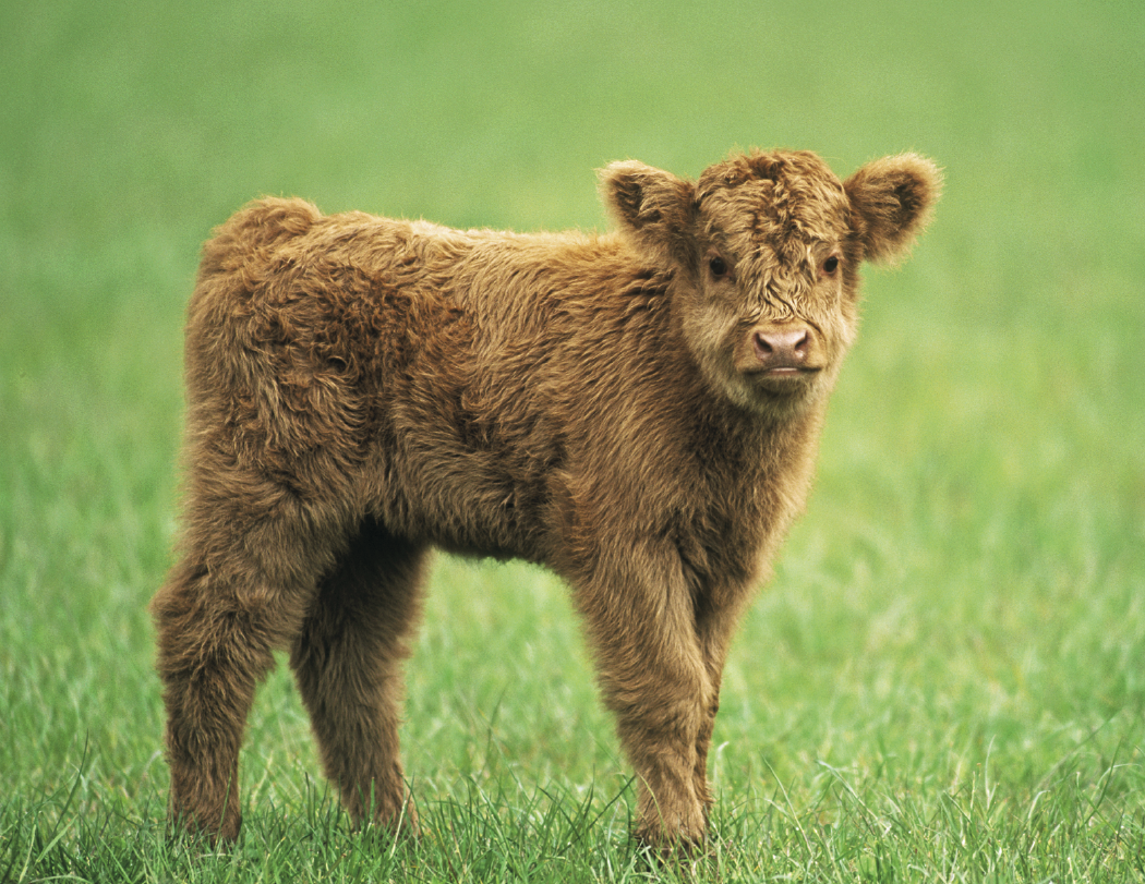 Good Value™ Baby Farm Animals - Stapled Calendar 9