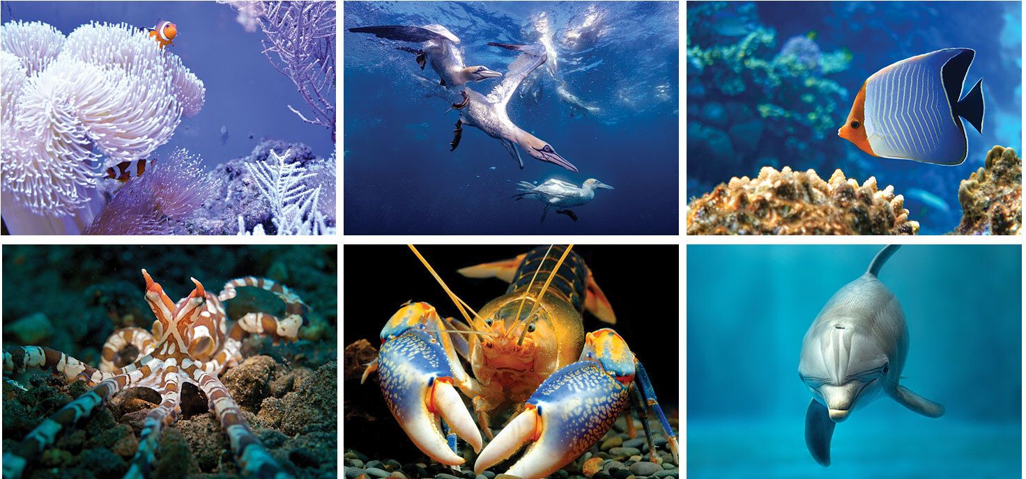 UNDERWATER WORLD SPIRAL WALL CALENDAR 14