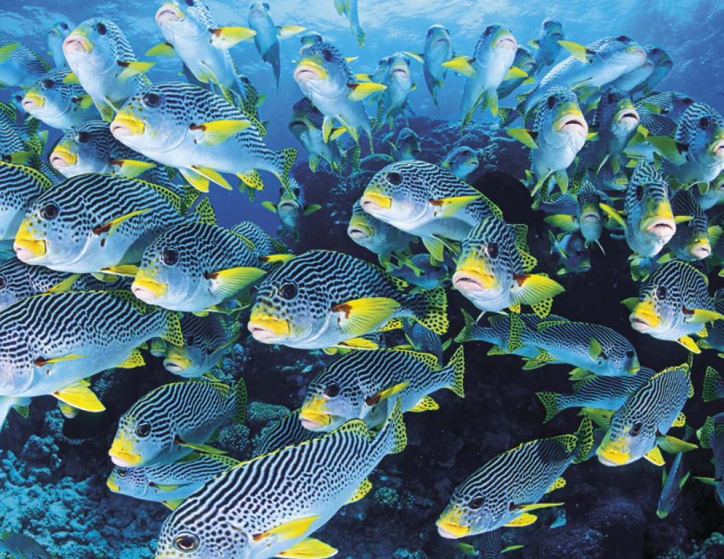 Good Value™ Ocean Glory - Stapled Calendar 26