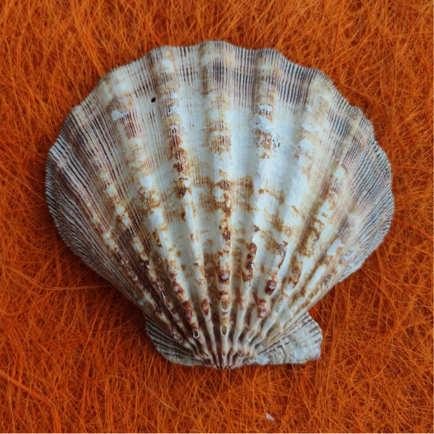 Shells 3