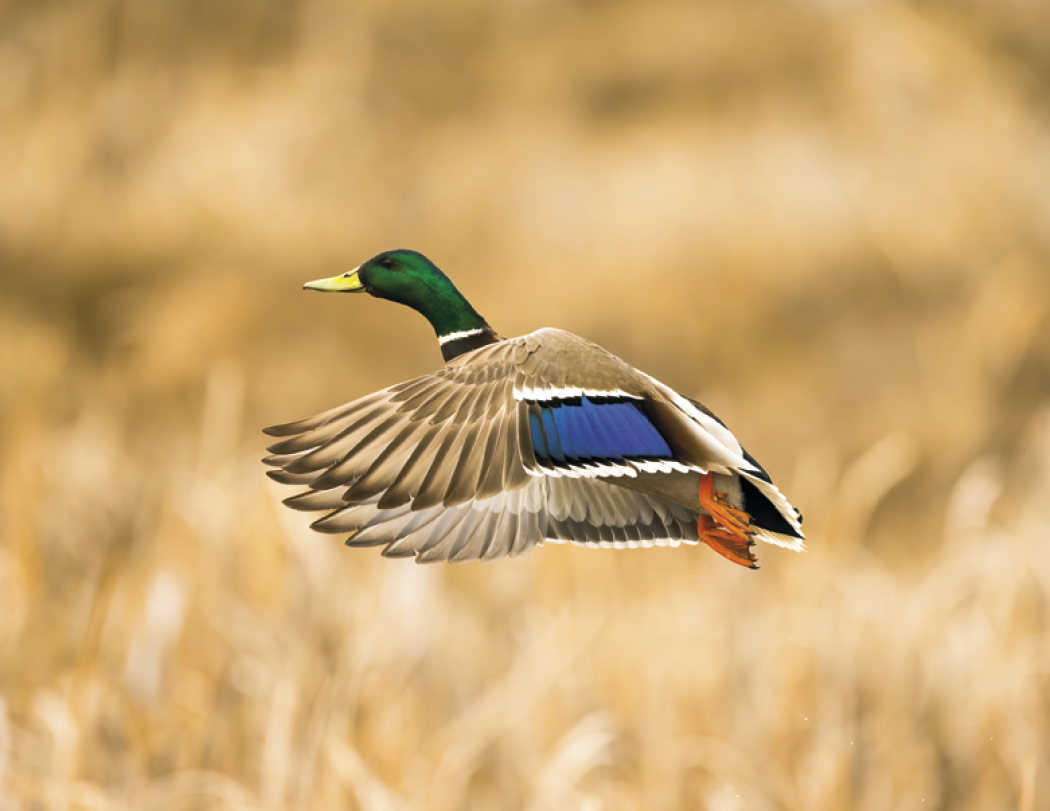 Good Value™ Waterfowl - Stapled Calendar 35
