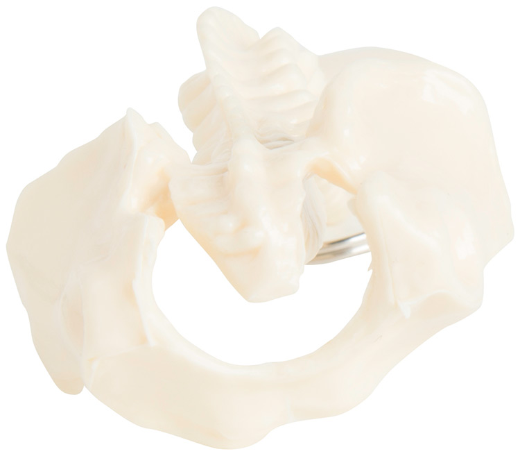 Spine Keyring 3