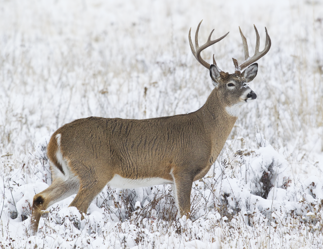 HotLine® Products Trophy Whitetail Deer Appointment Calendar - Stapled 37