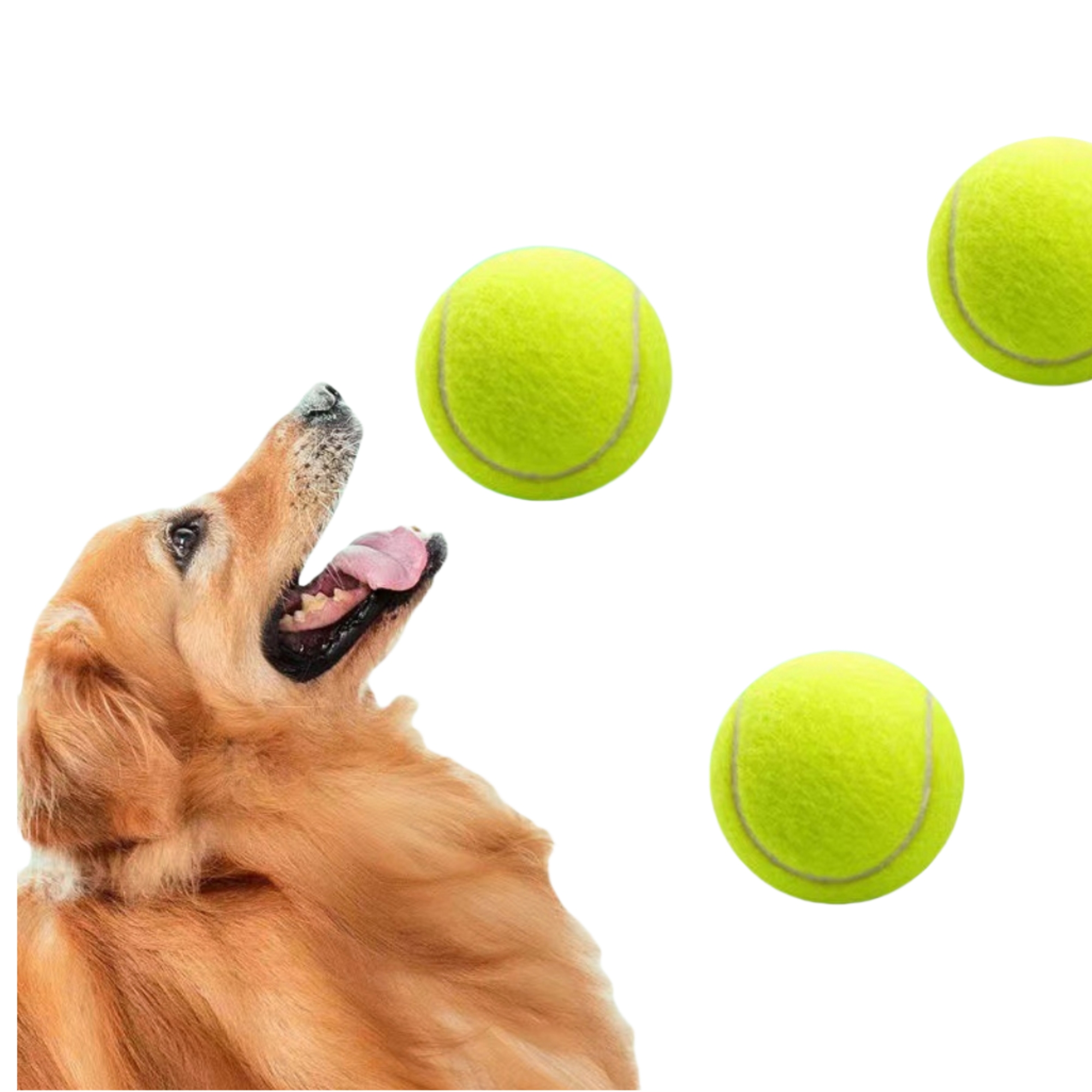 Training Pet Tennis Ball 3