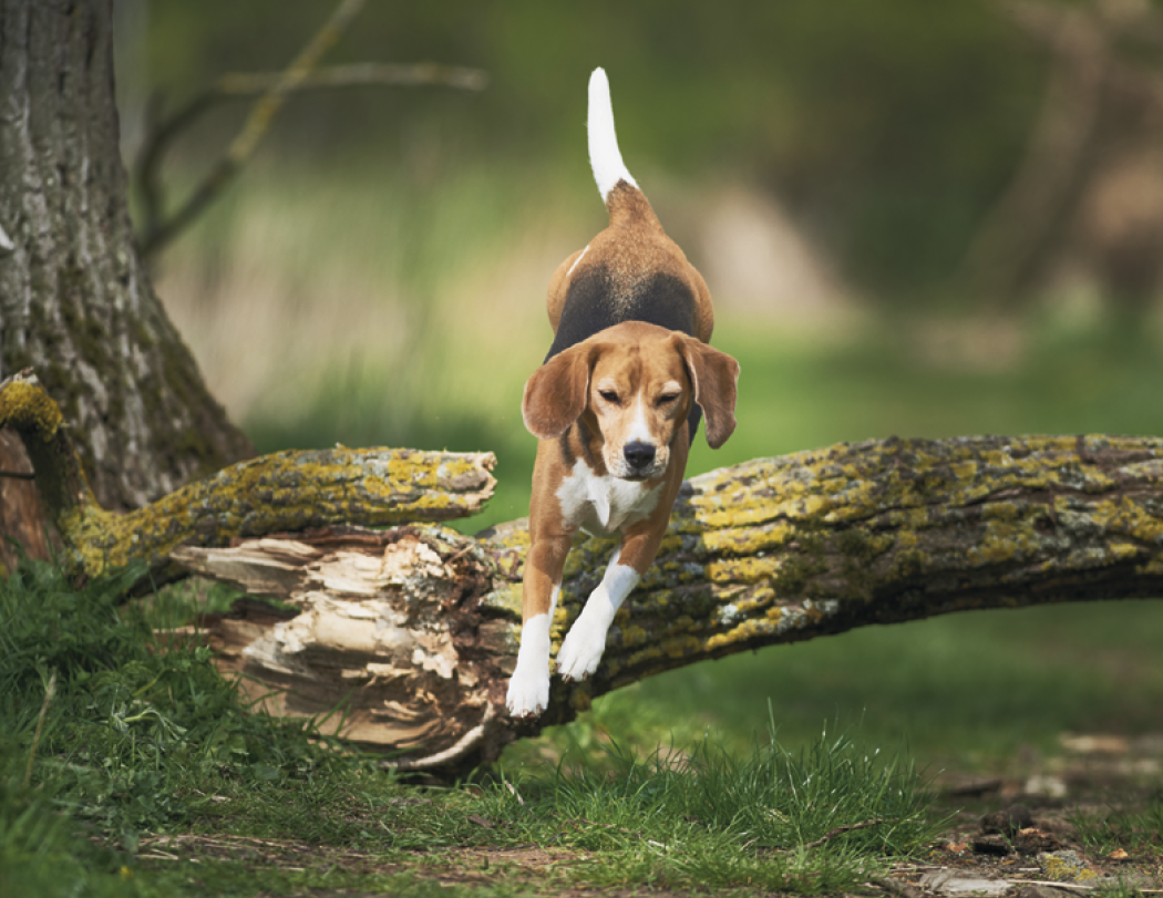 Good Value™ Sporting Dogs - Stapled Calendar 50