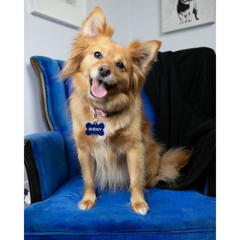 Pet Tags 13