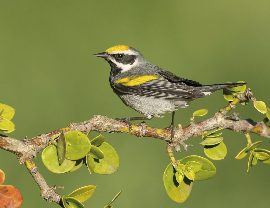 HotLine® Products Songbirds Appointment Calendar - Stapled 1