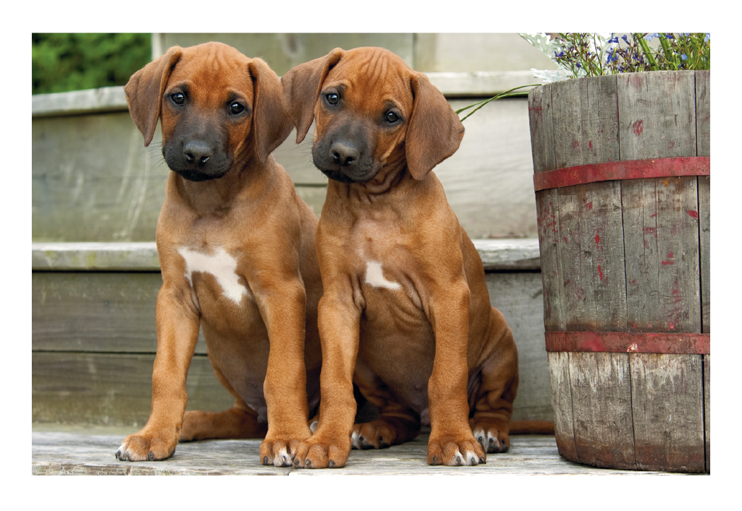 Triumph® Calendars Puppies & Kittens Pocket Calendar 65