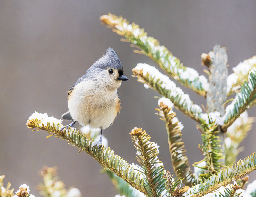 HotLine® Products Songbirds Appointment Calendar - Stapled 21