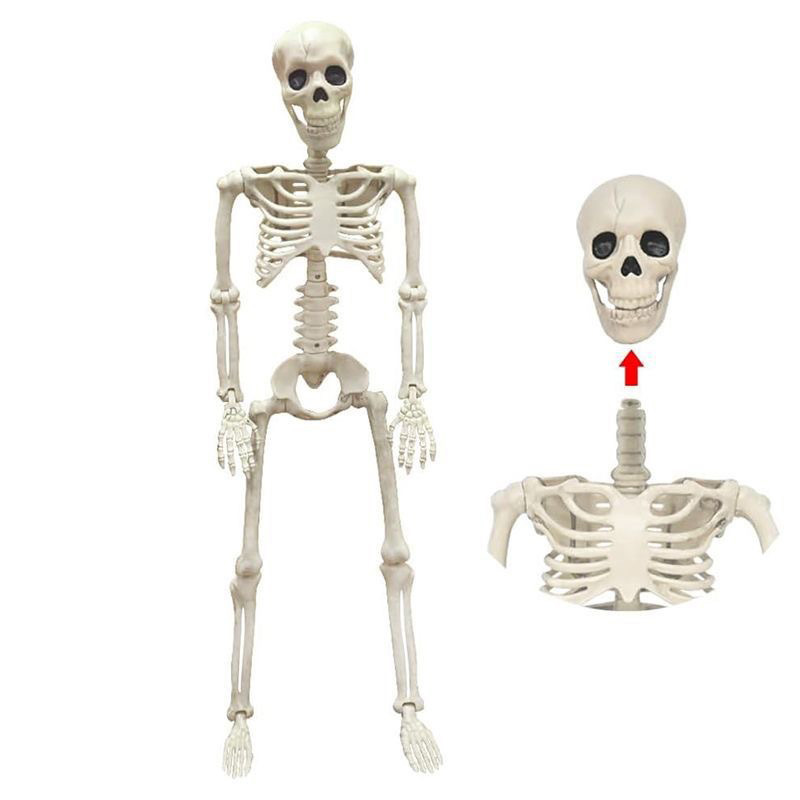 Skeleton Prop 2