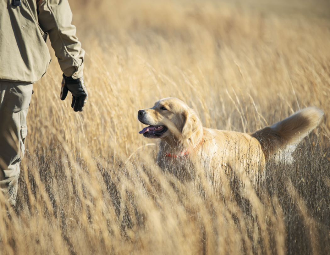 Good Value™ Sporting Dogs - Stapled Calendar 24