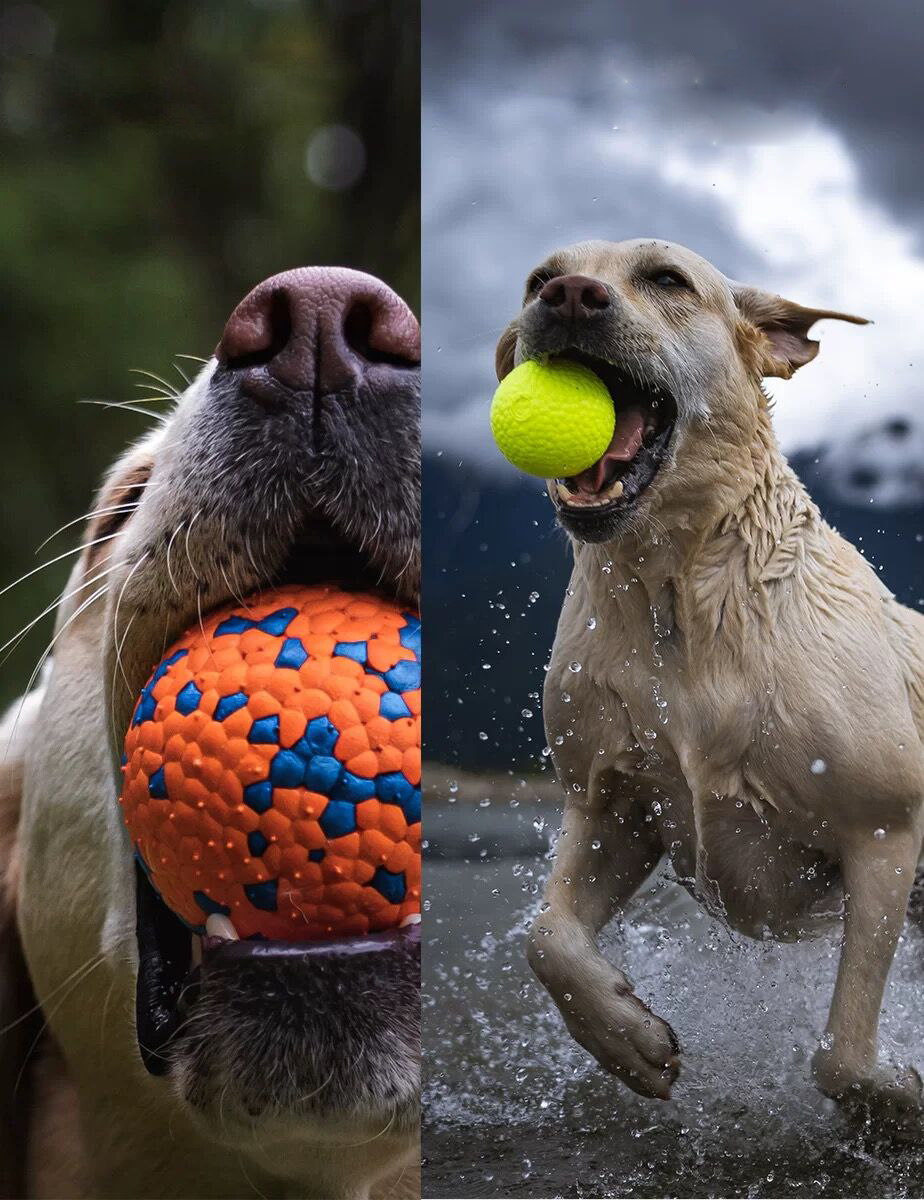 Dog's Toy Ball 4