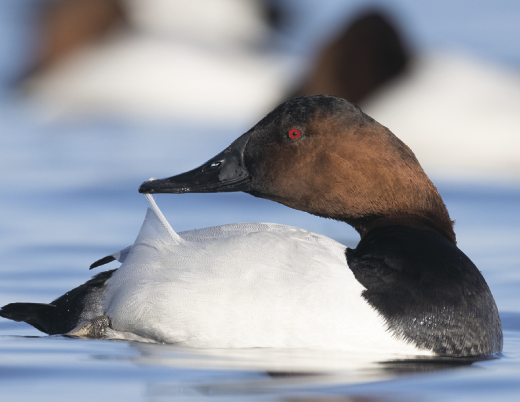Good Value™ Waterfowl - Stapled Calendar 6