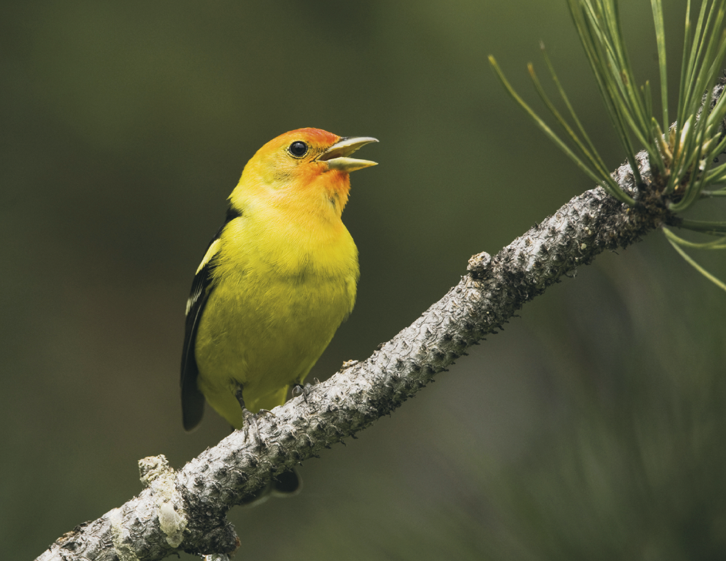 HotLine® Products Songbirds Appointment Calendar - Stapled 5