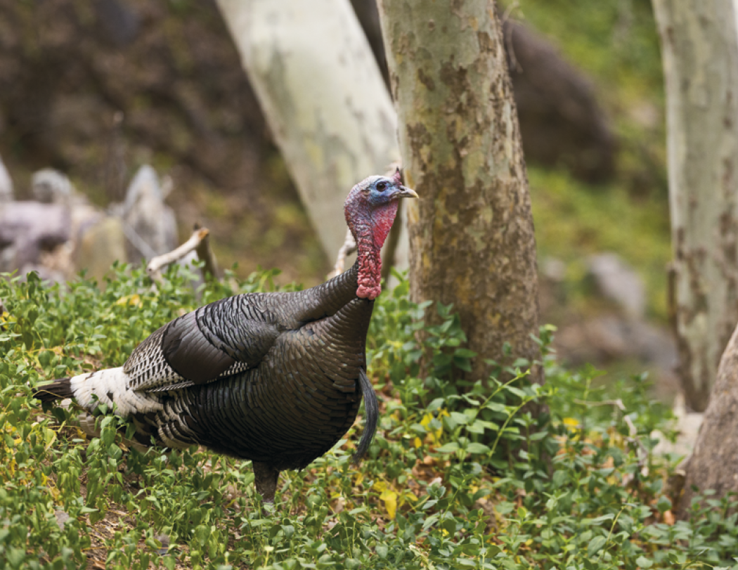 Triumph® Calendars Sportsman Calendar 84