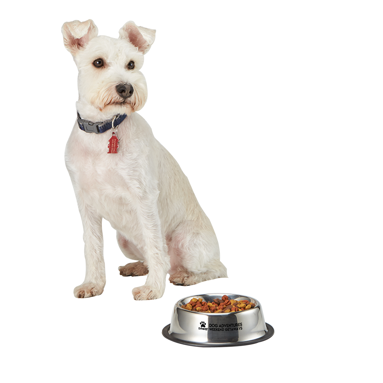 Medium Stainless Steel Pet Bowl