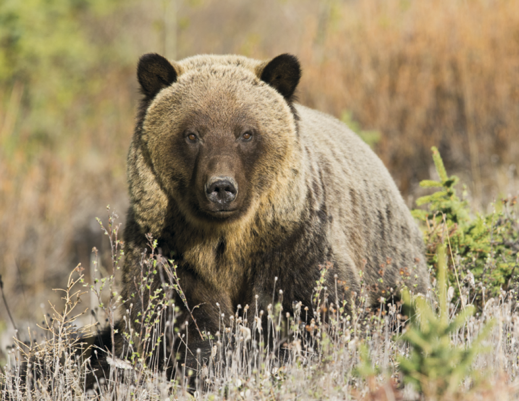 Good Value™ Wildlife Portraits - Window Calendar 30