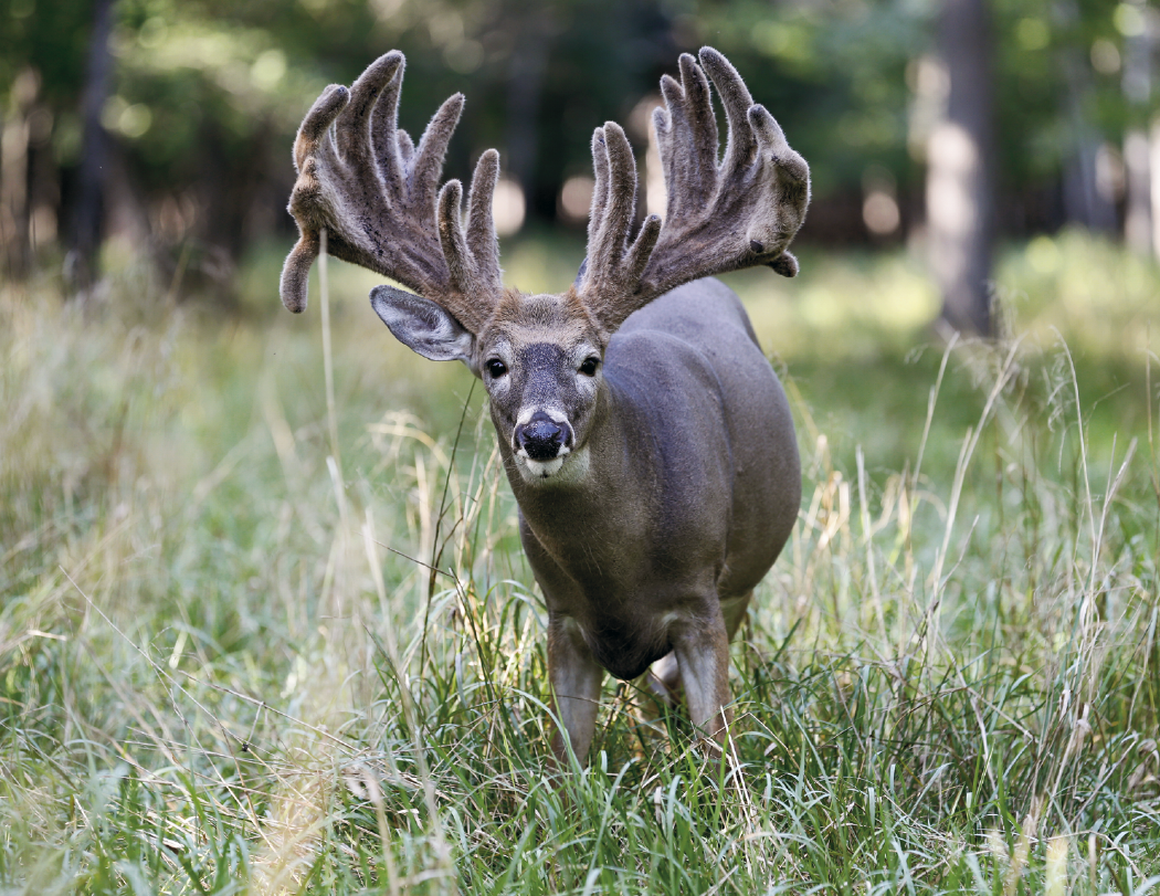 HotLine® Products Trophy Whitetail Deer Appointment Calendar - Stapled 4