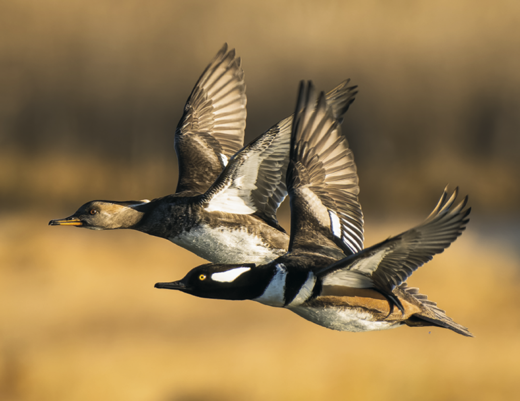 Good Value™ Waterfowl - Stapled Calendar 32