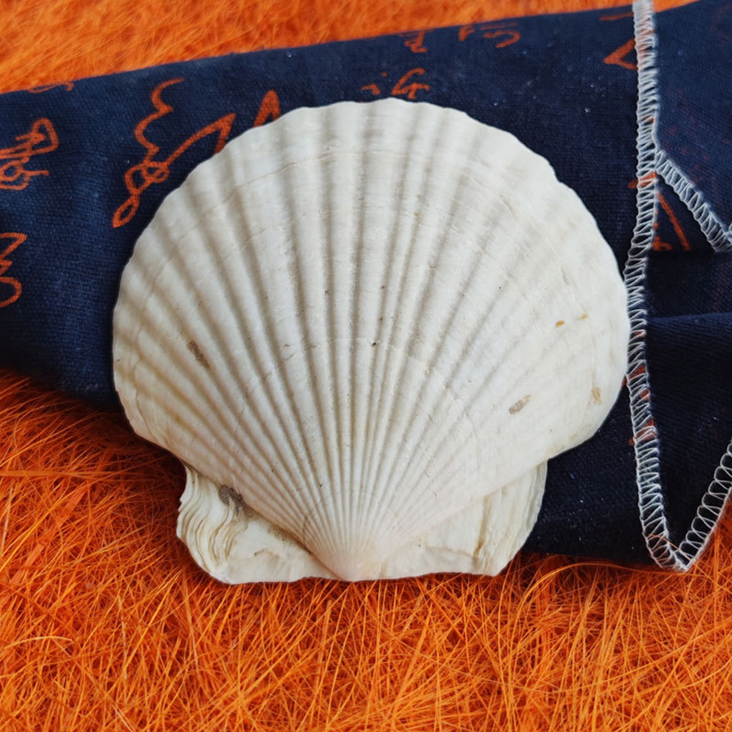 Shells 5