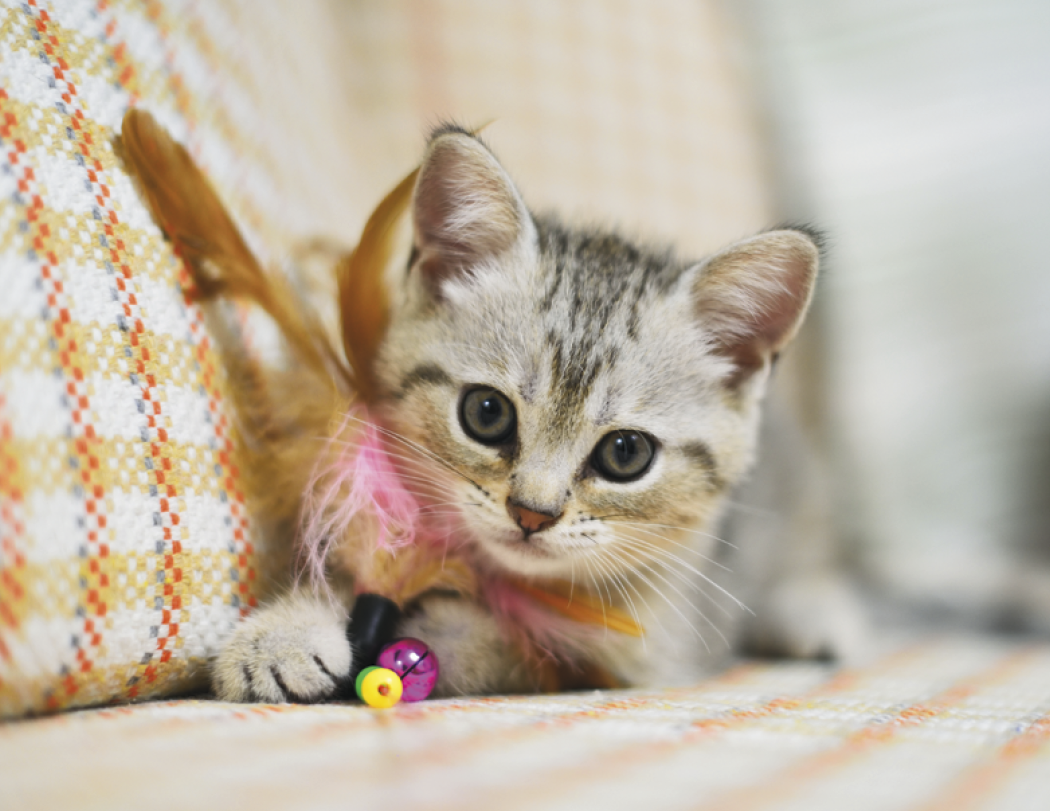 Good Value™ Puppies & Kittens - Spiral Calendar 32