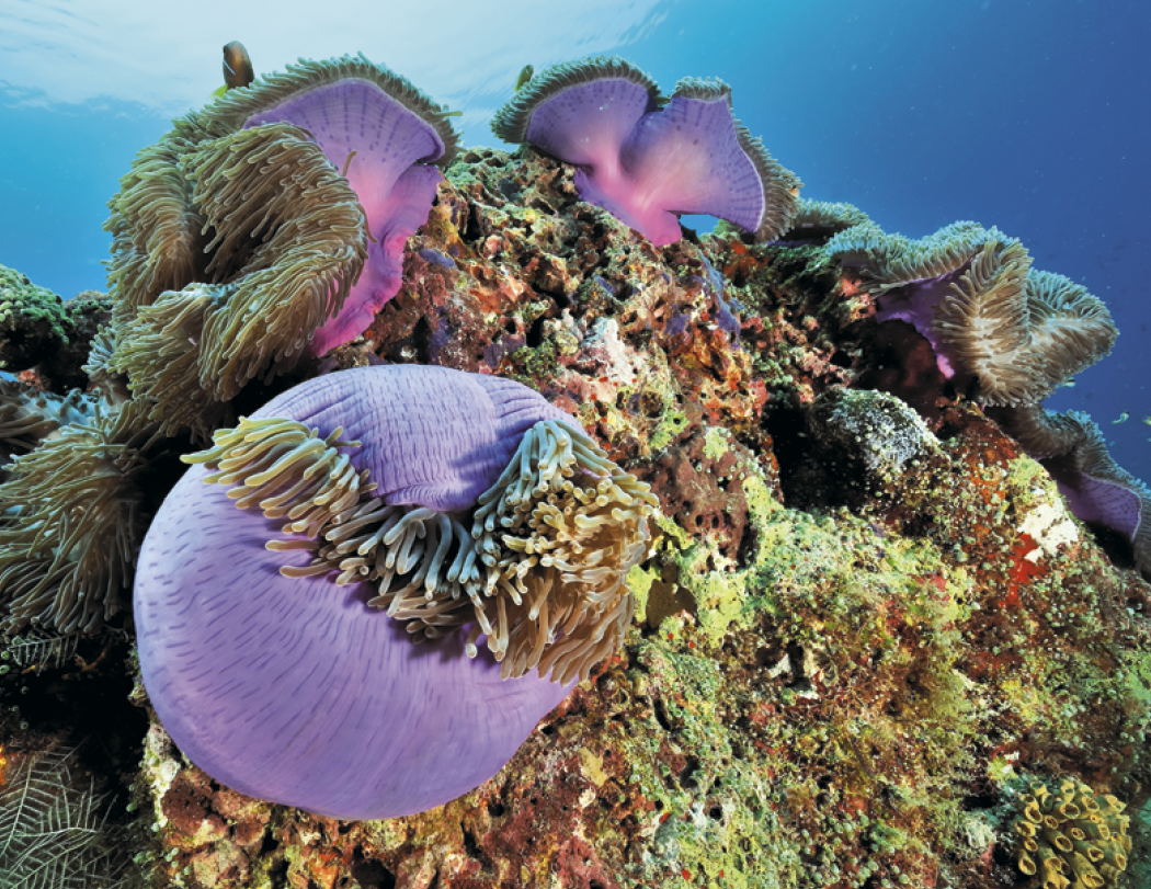 Good Value™ Ocean Glory - Stapled Calendar 27