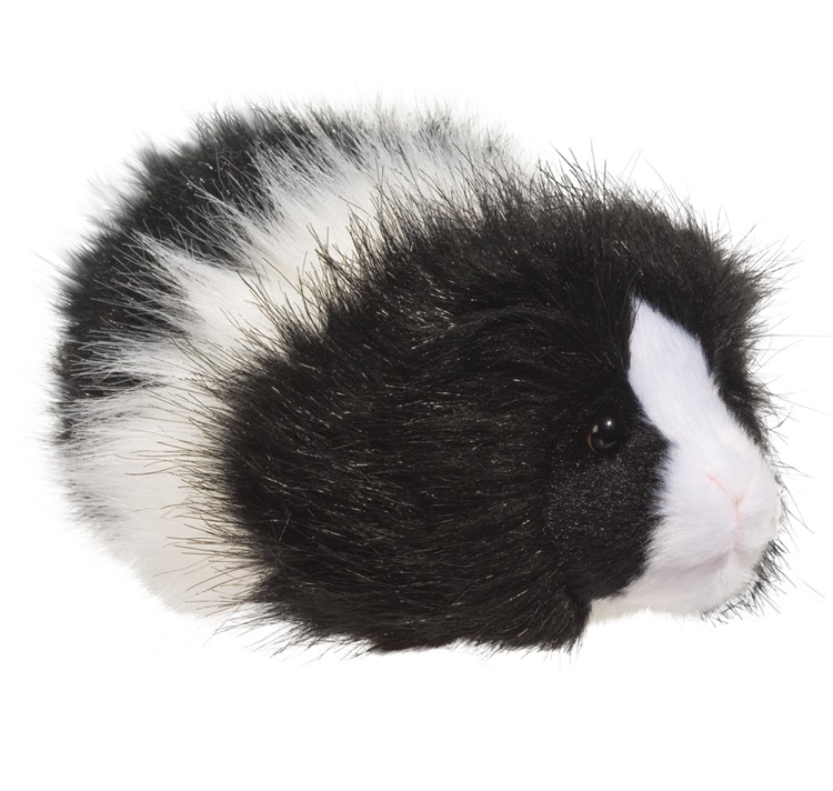 Angora Guinea Pig 2
