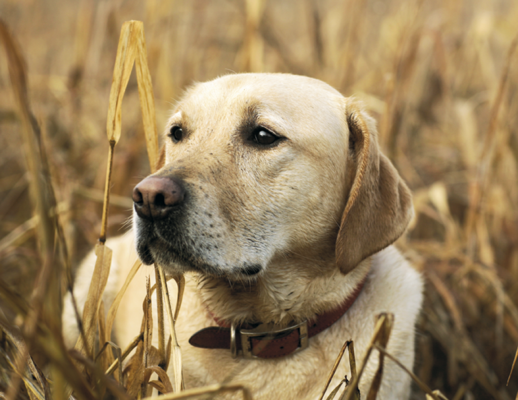 Good Value™ Sporting Dogs - Stapled Calendar 31