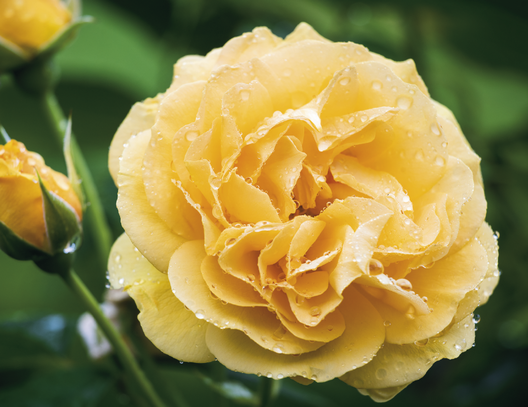 Good Value™ Flowers - Stapled Calendar 31