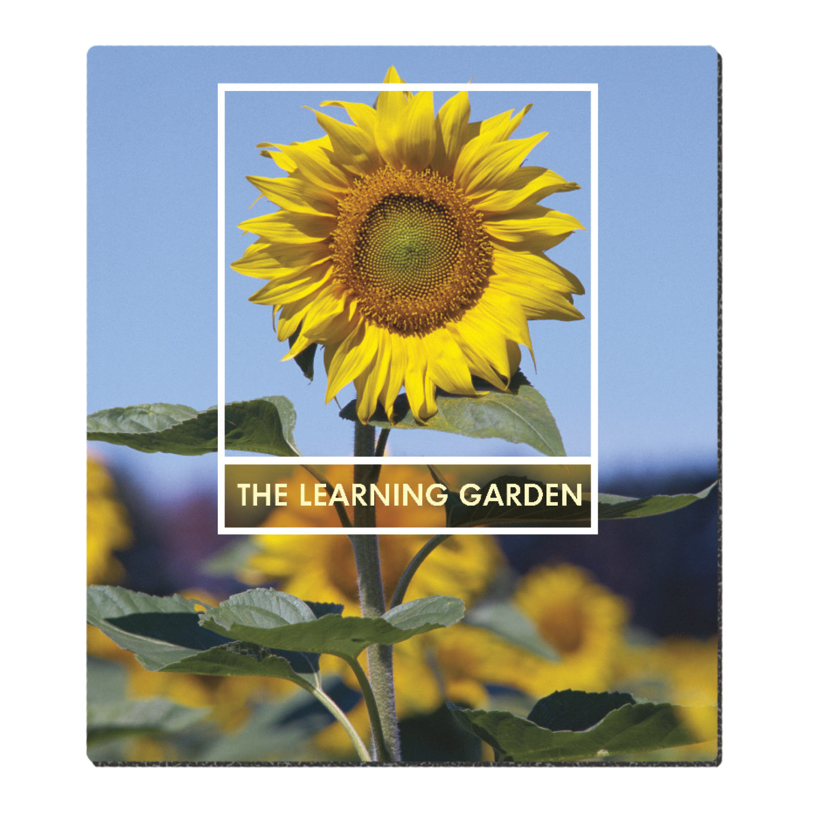 Good Value™ Ultra Thin Firm Mouse Pad (7-1/2" x 8-1/2") 1