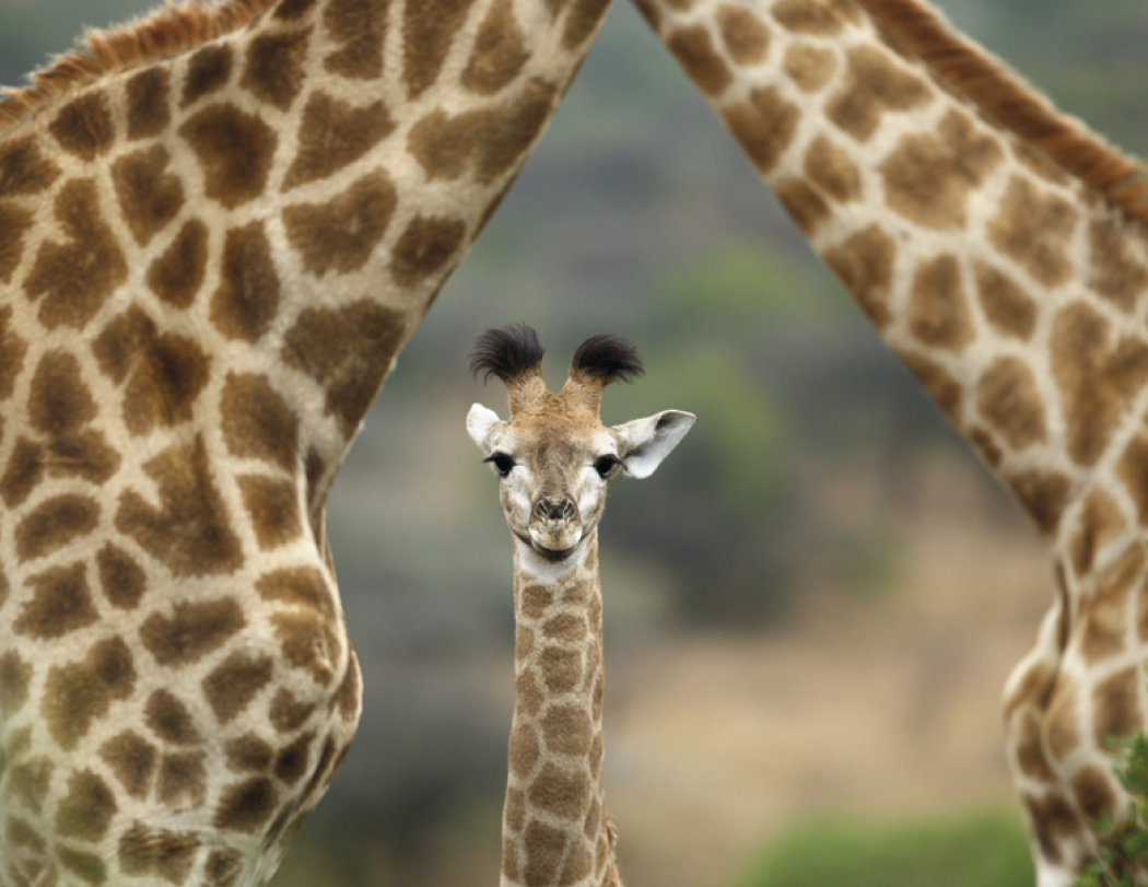 HotLine® Products Animal Babies Appointment Calendar - Stapled 9