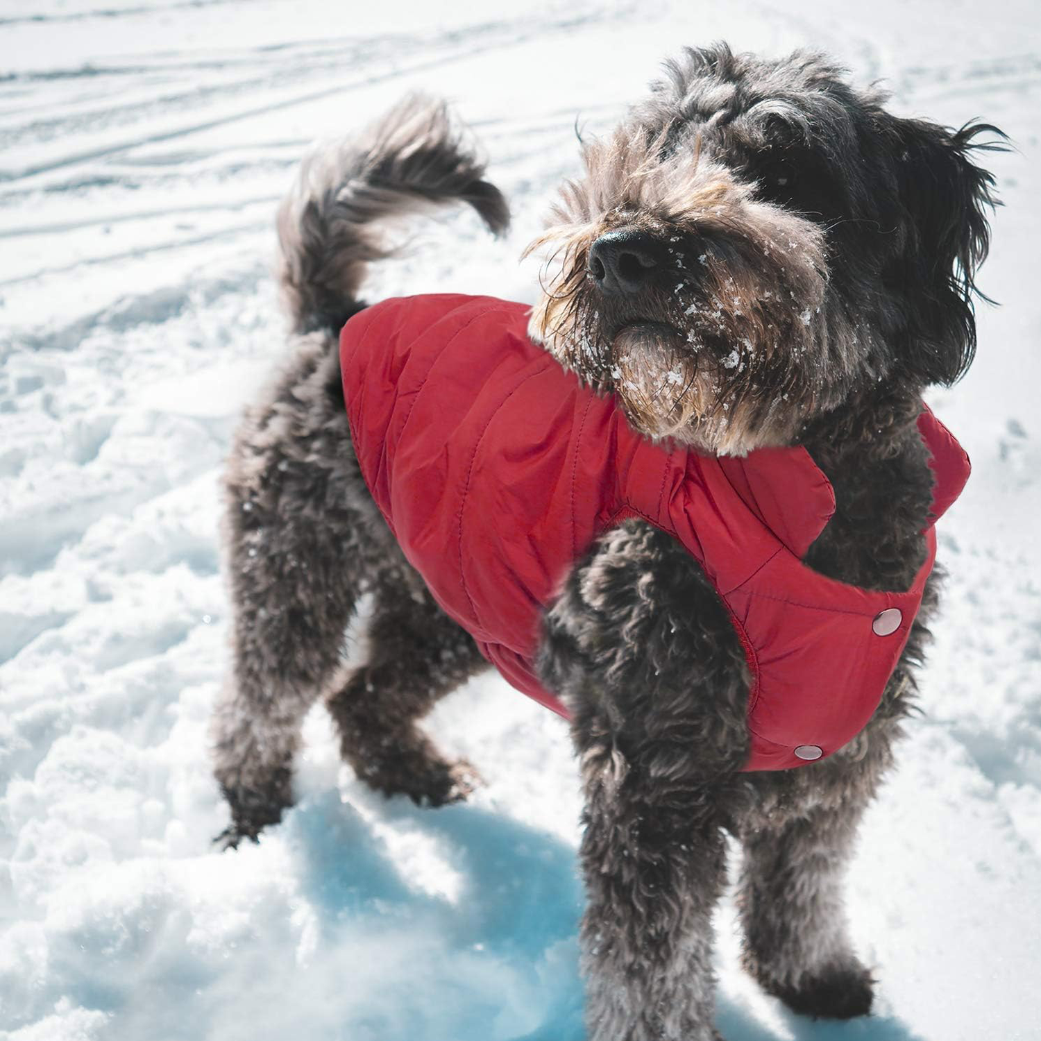 Pet Vest 7