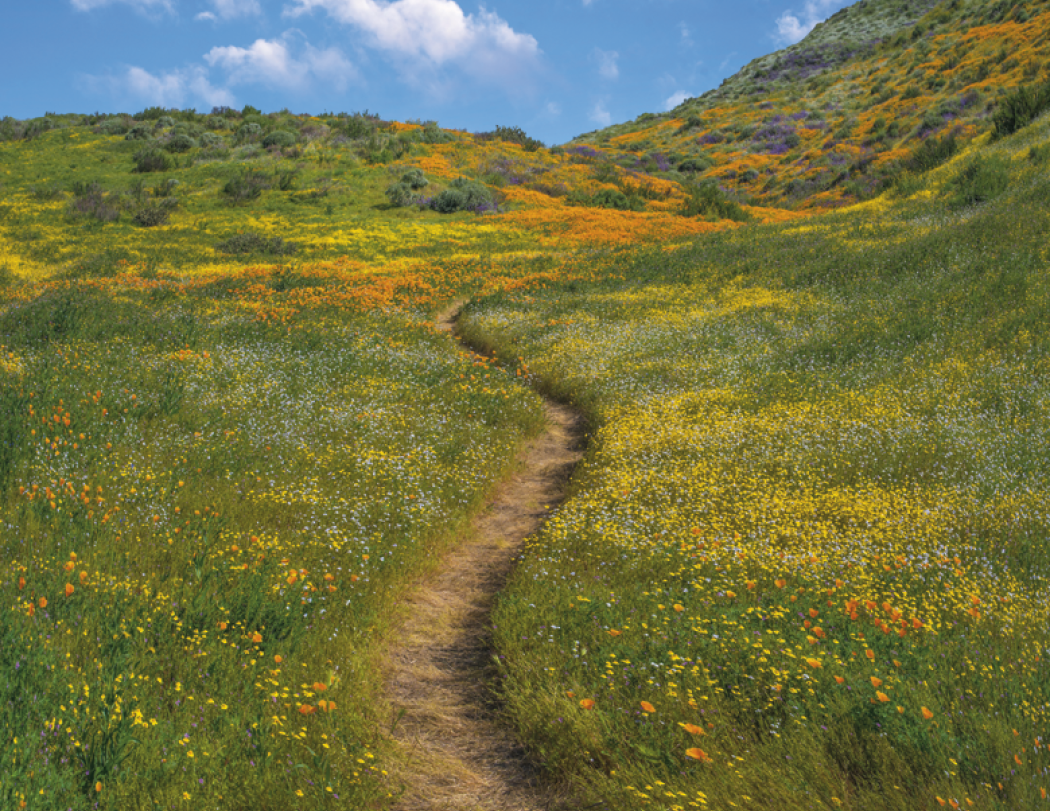 HotLine® Products Contemplations Appointment Calendar - Spiral 64