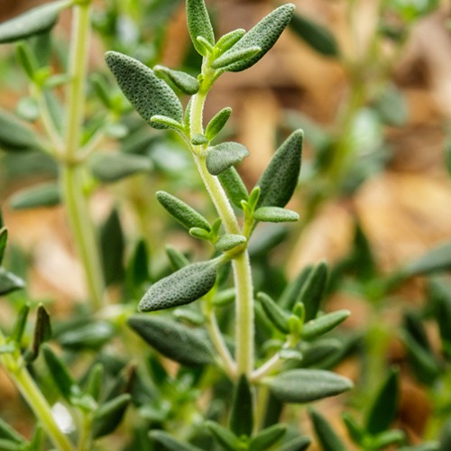 Self Watering Planter 29