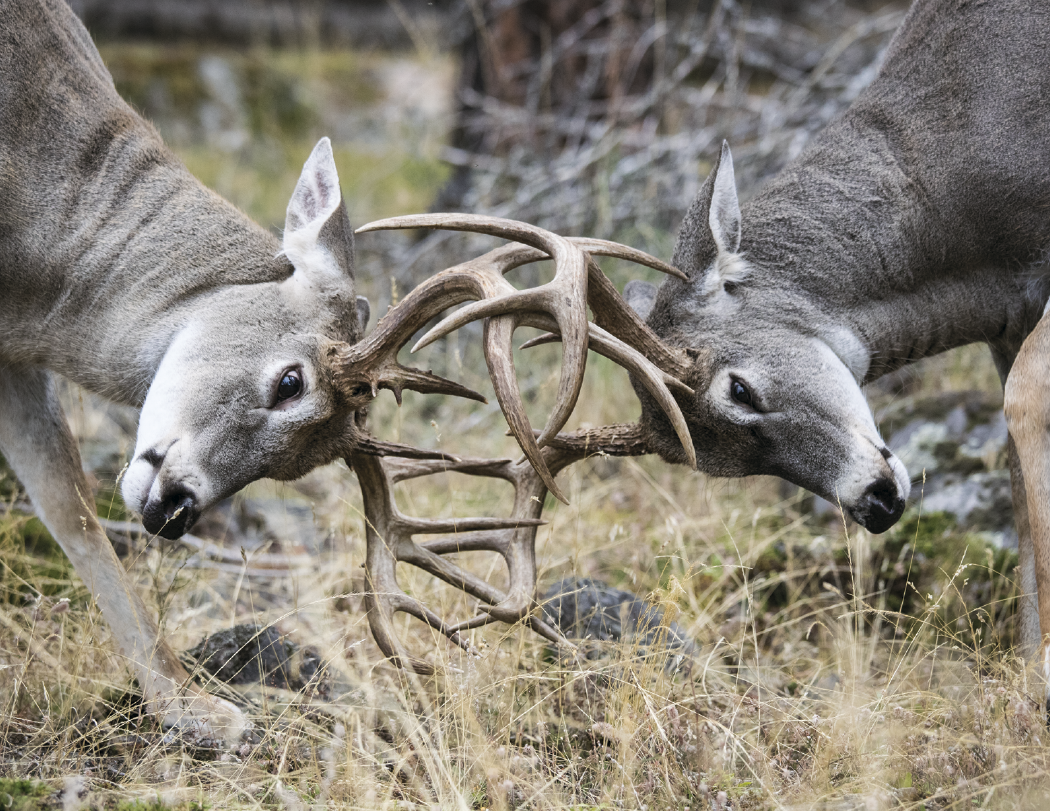 HotLine® Products Trophy Whitetail Deer Appointment Calendar - Stapled 34