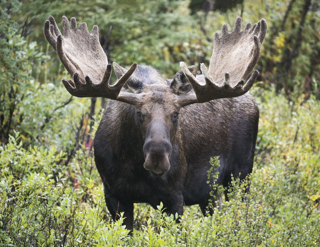 HotLine® Products Wildlife Appointment Calendar - Stapled 11