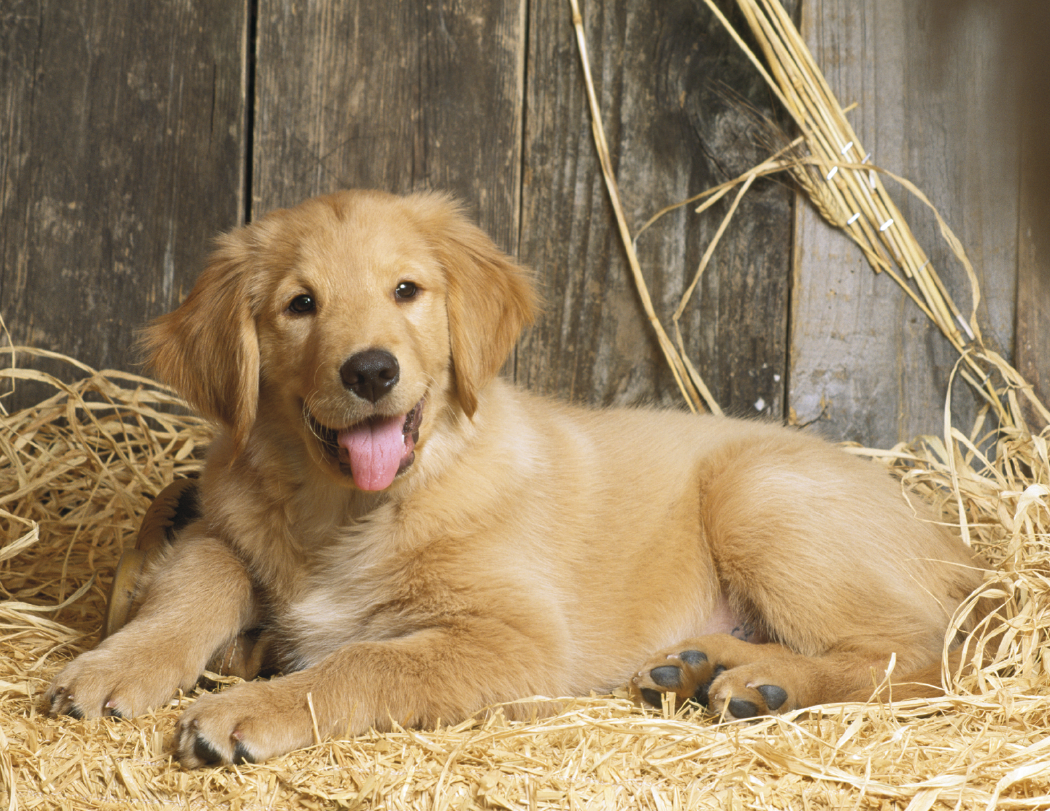 Good Value™ Baby Farm Animals - Stapled Calendar 31