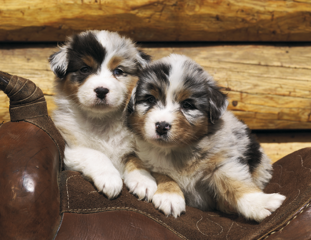 Triumph® Calendars Puppies Calendar 59