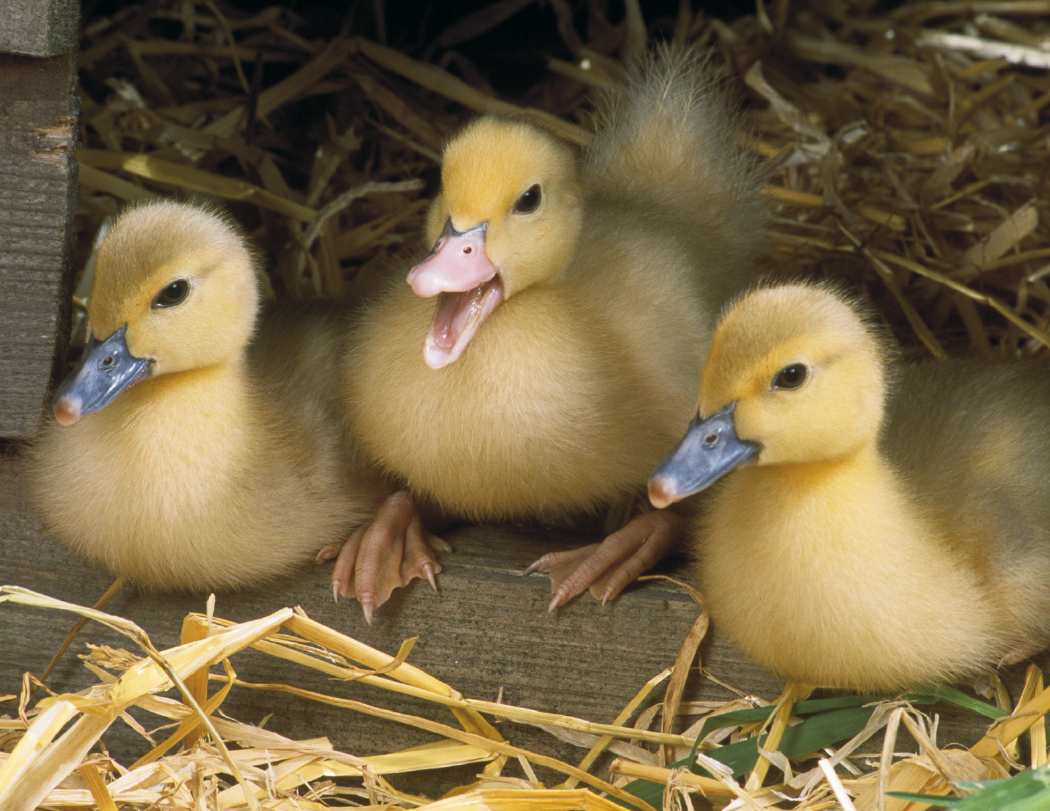 Good Value™ Baby Farm Animals - Stapled Calendar 15