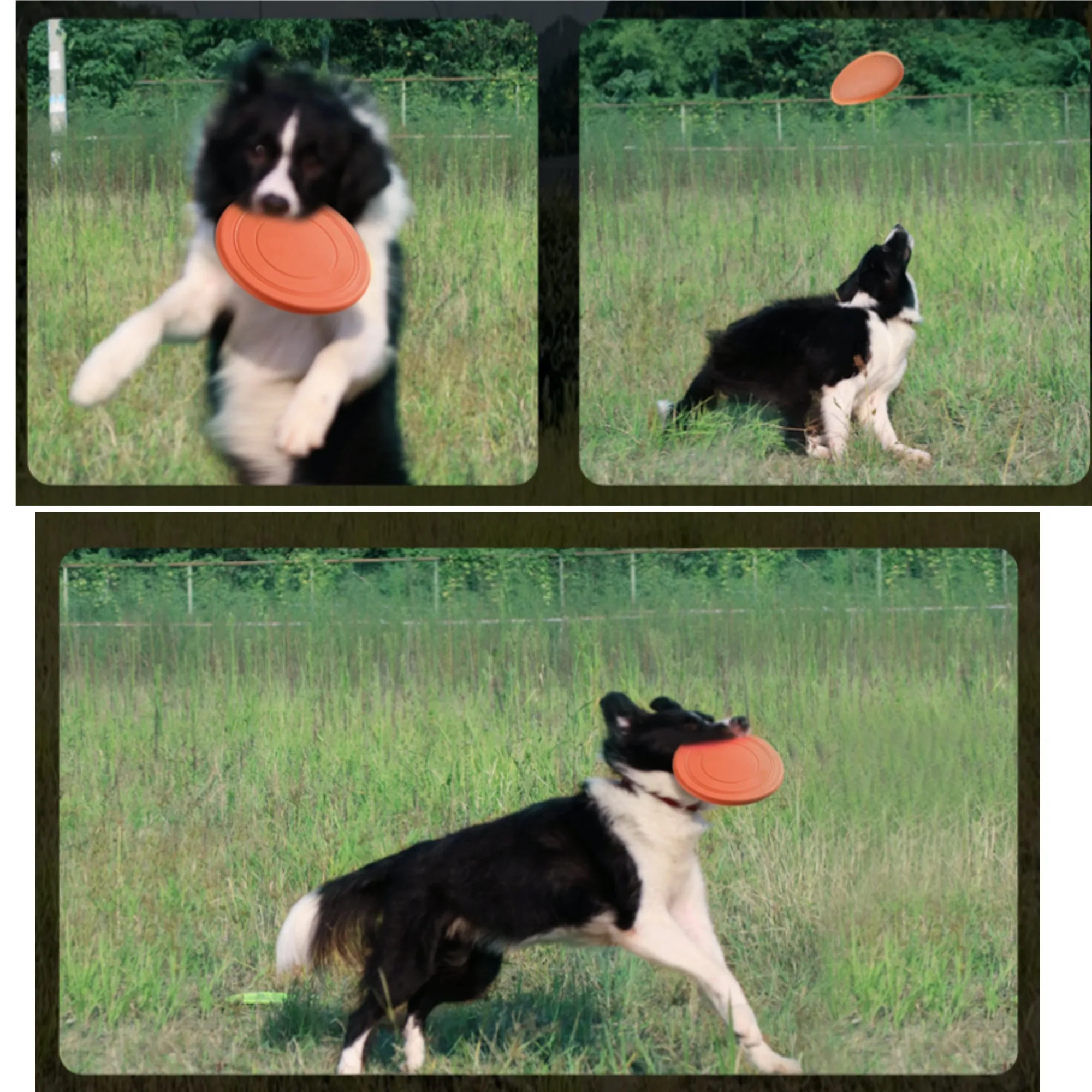 Dog Flying Disc Pet Training Toys 6