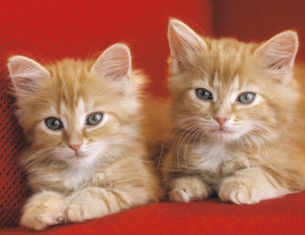 HotLine® Products Four Paws Appointment Calendar - Stapled 6