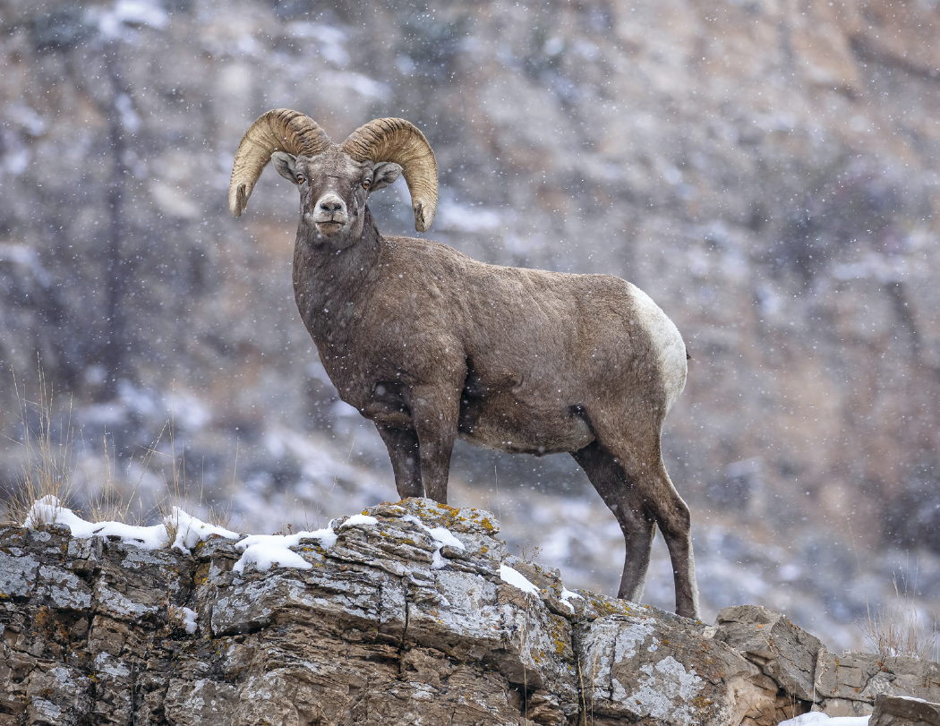 Good Value™ Wildlife Portraits - Stapled Calendar