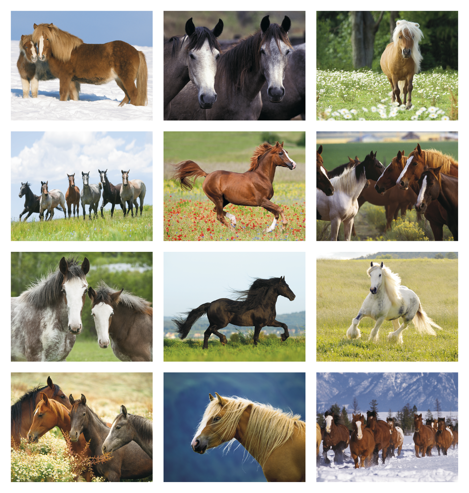 Triumph® Calendars Horses Calendar 70