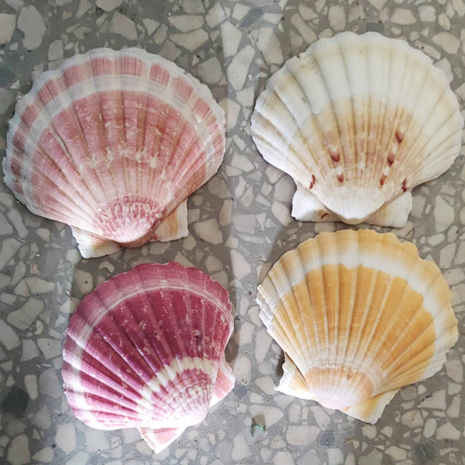 Shells 4