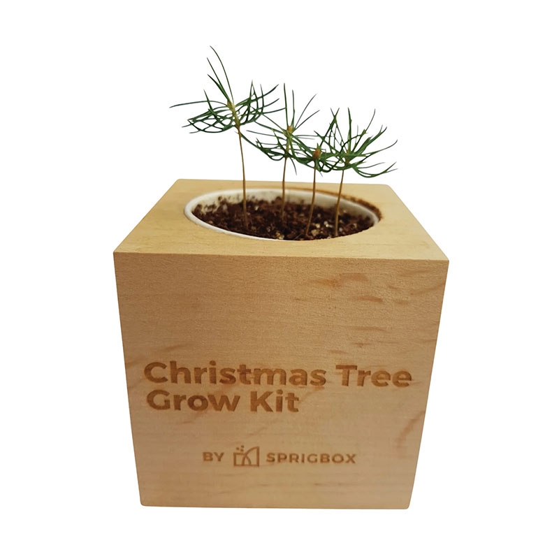 Sprigbox Christmas Tree Grow Kit 4