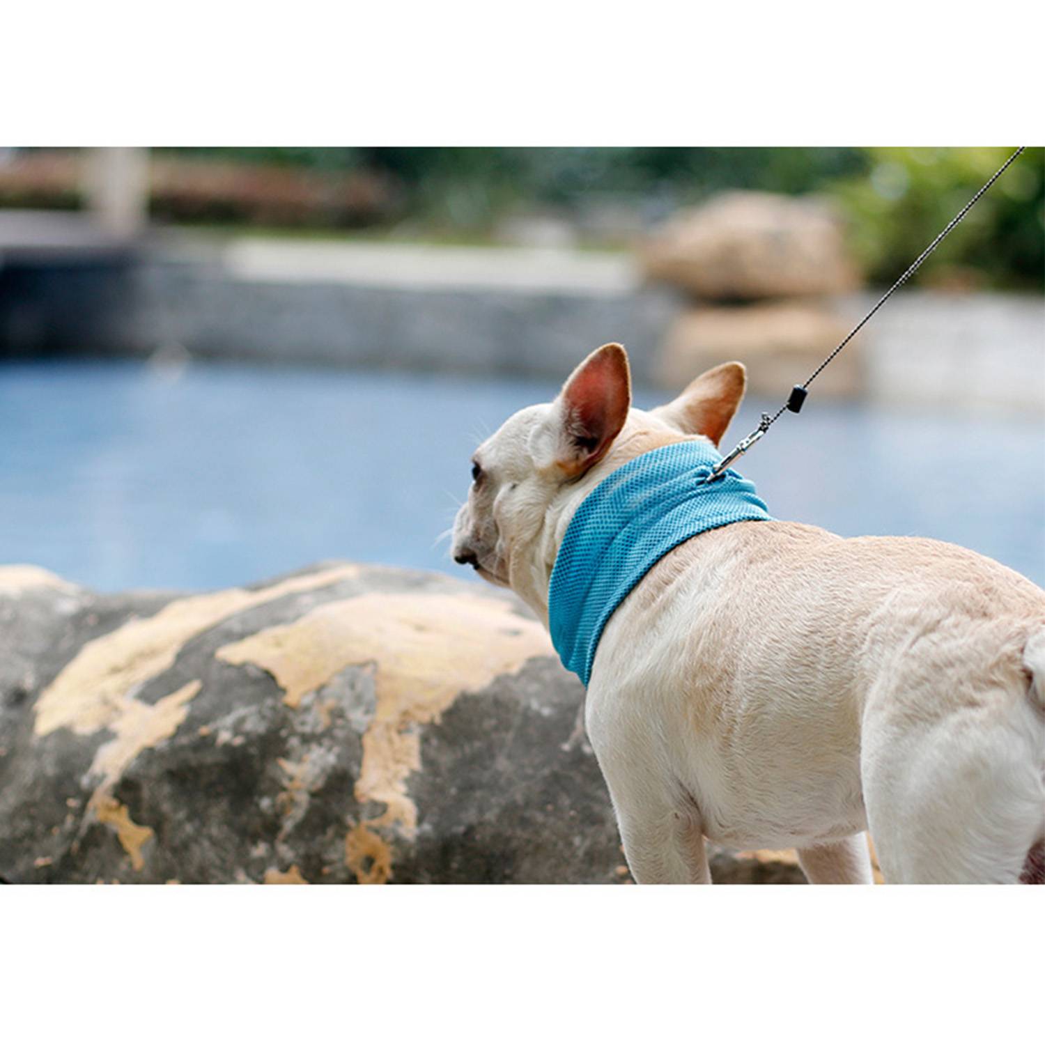 Pet Cooling Bandana – Polyester Neck Wrap for Summer Relief 4