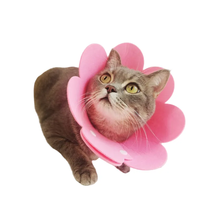 Pet Elizabeth Collar 6