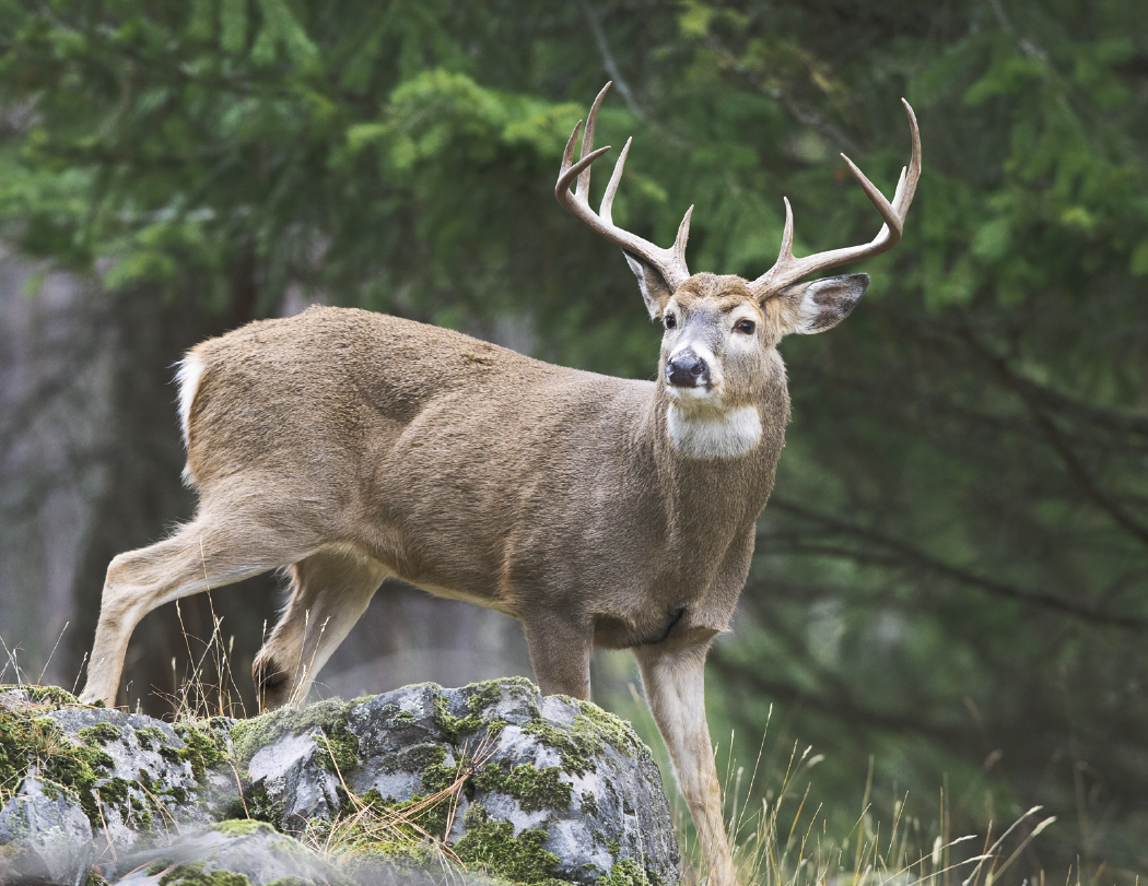 HotLine® Products Trophy Whitetail Deer Appointment Calendar - Stapled 48