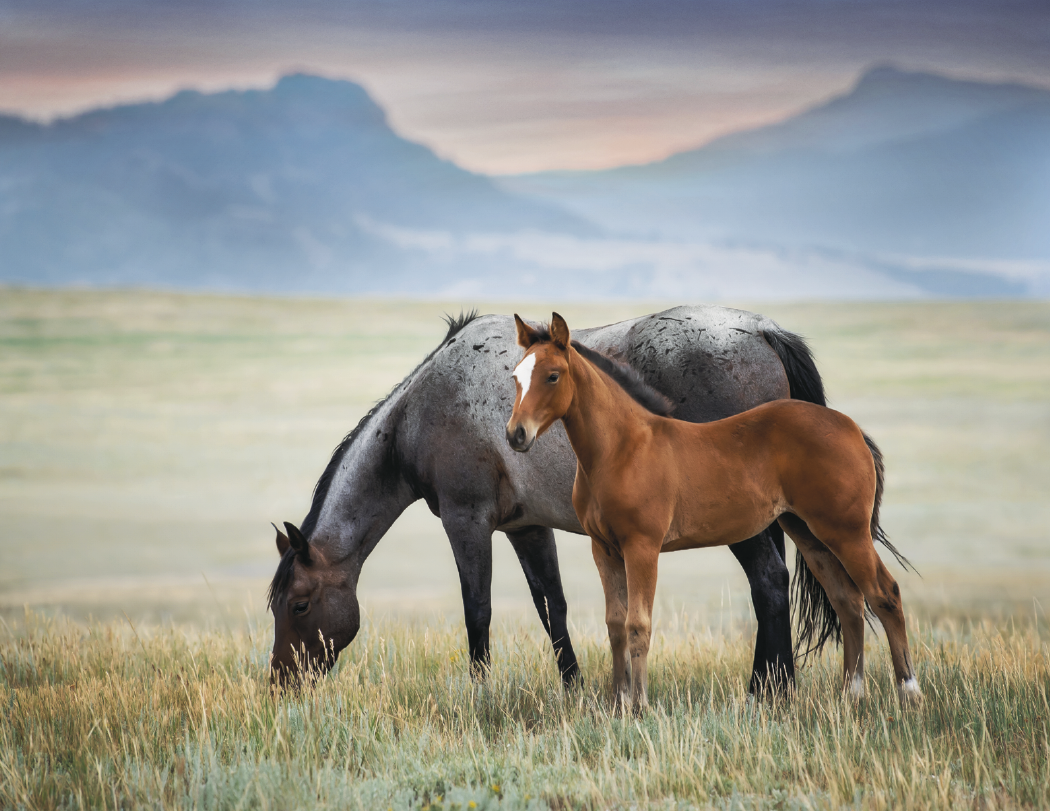 Triumph® Calendars Visions of the West Calendar 3