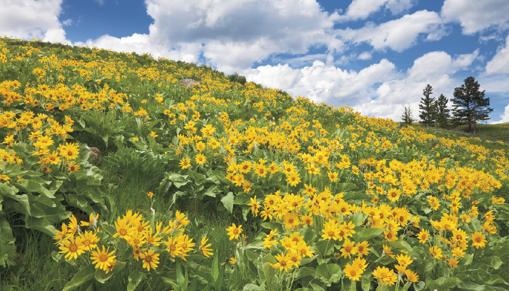 Triumph® Calendars American Splendor with Date Blocks Calendar 6